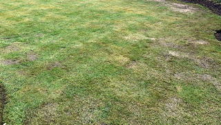 lawn feeding gardencare2000/local garden service stoke on trent